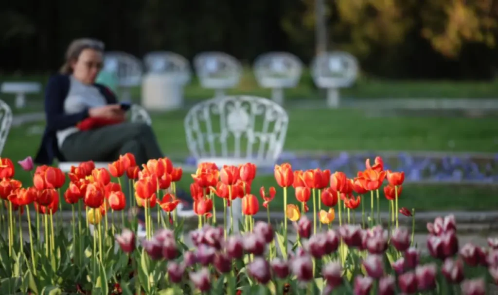 Weather Forecast for Thursday, April 24: Warm Morning, Clouds and Showers in the Afternoon